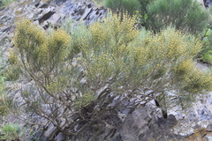 Ephedra procera