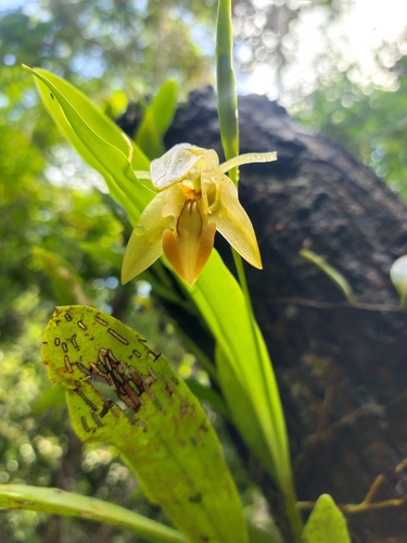 Coelogyne motleyi Rolfe ex J.J.Wood, D.A.Clayton & C.L.Chan 4