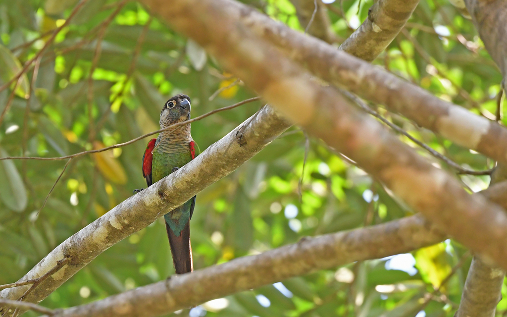 Pearly Parakeet photo
