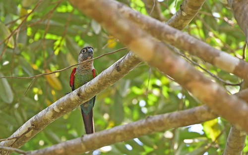 Pearly Parakeet (Pyrrhura lepida), photo 1