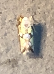 Protalebrella conica