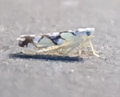 Protalebrella conica