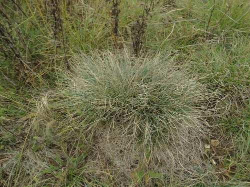 Image of Festuca valesiaca by (c) Мирослав Соболев, some rights reserved (CC BY)
