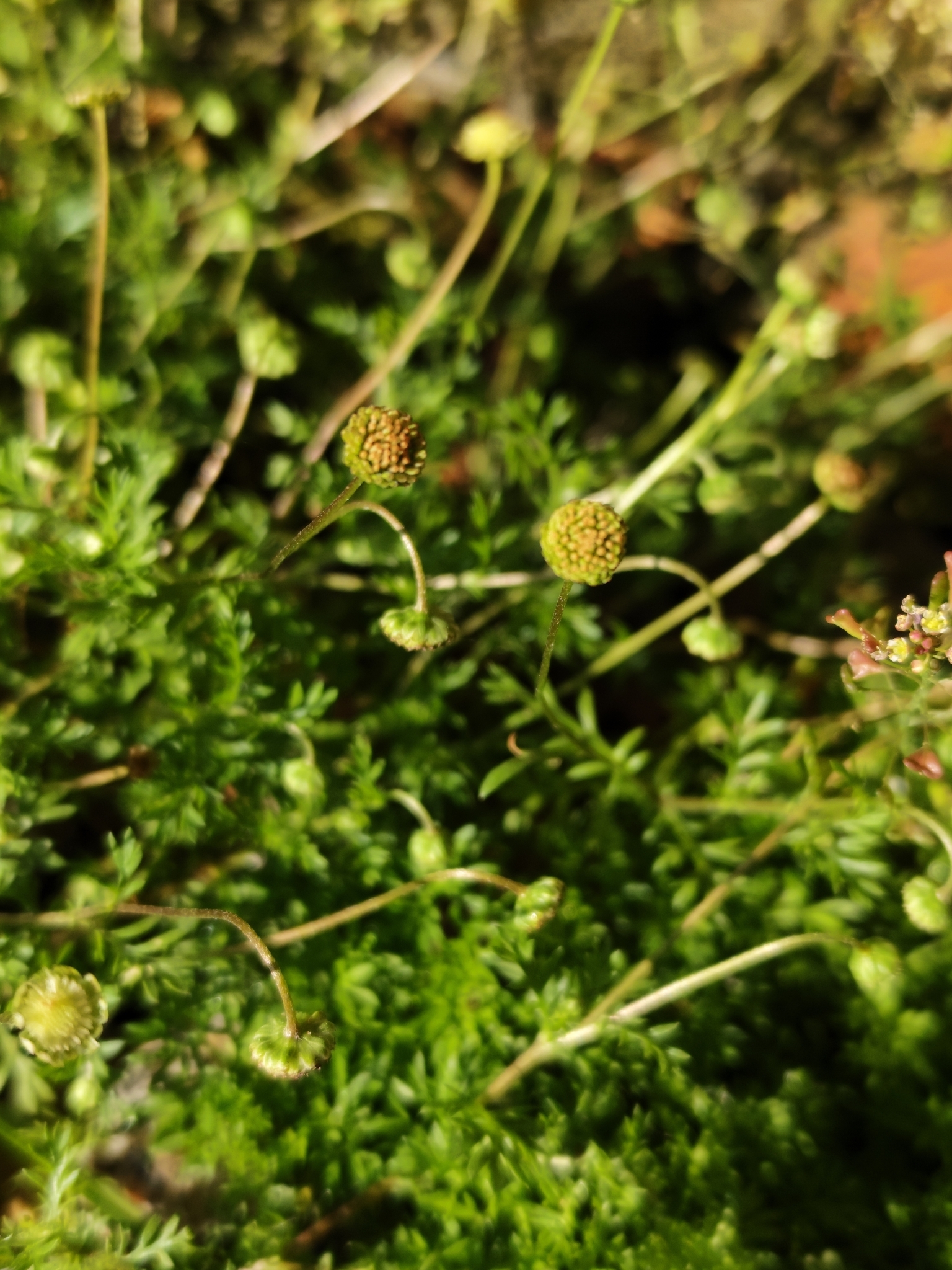 Cotula australis
