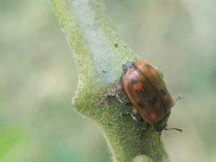 Chrysomela aeneicollis