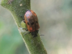 Chrysomela aeneicollis