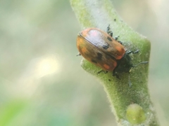 Chrysomela aeneicollis