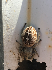 Phidippus texanus
