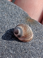 Littorinimorpha