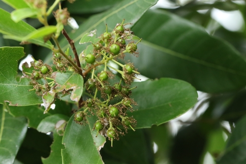 Image of Scolopia Chinensis (Scolopia chinensis) by no rights reserved