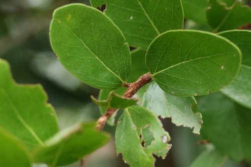 Image of Scolopia Chinensis (Scolopia chinensis) by no rights reserved