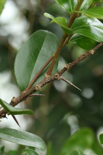 Image of Scolopia Chinensis (Scolopia chinensis) by no rights reserved
