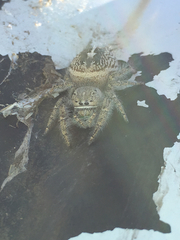 Phidippus texanus