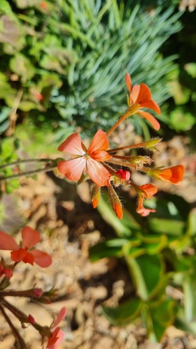 Pelargonium inquinans