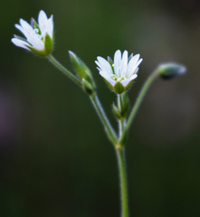 Cerastium nutans