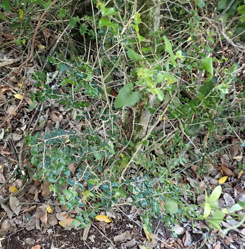 Image of Dovyalis rhamnoides by (c) Nicola van Berkel, some rights reserved (CC BY-SA)
