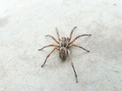 Schizocosa maxima