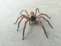 Schizocosa maxima