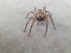 Schizocosa maxima