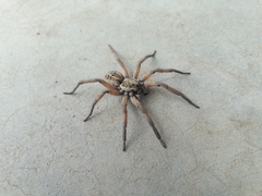 Schizocosa maxima
