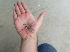 Schizocosa maxima