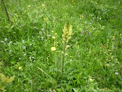 Pedicularis sibthorpii