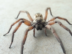 Schizocosa maxima