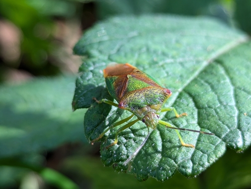 Acanthosoma haemorrhoidale
