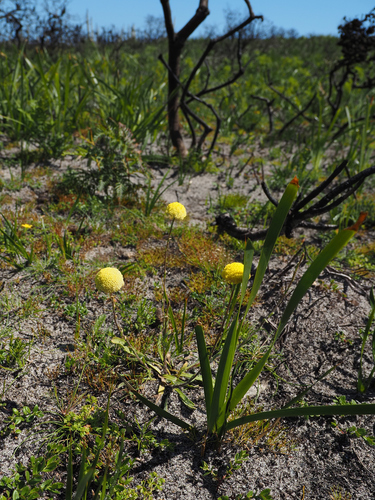 Image of Billy Buttons (Craspedia glauca) by no rights reserved