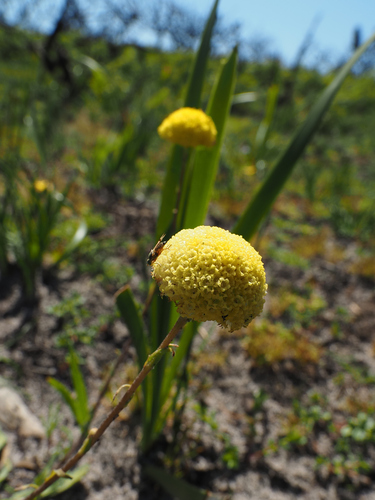 Image of Billy Buttons (Craspedia glauca) by no rights reserved