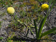 Craspedia glauca, photograph author not stated, no rights reserved