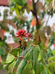 Calliandra trinervia