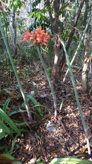 Hippeastrum stylosum
