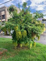 Ledenbergia peruviana