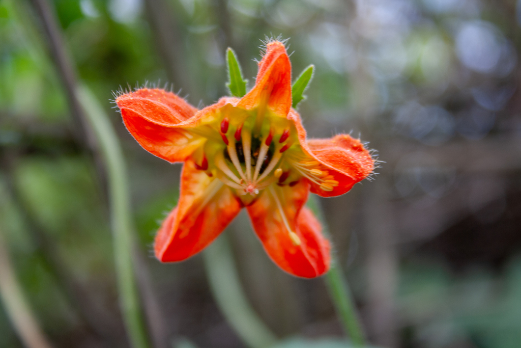 Caiophora lateritia; photograph (c) Gabriel Reinoso Franchino, some rights reserved (CC BY)