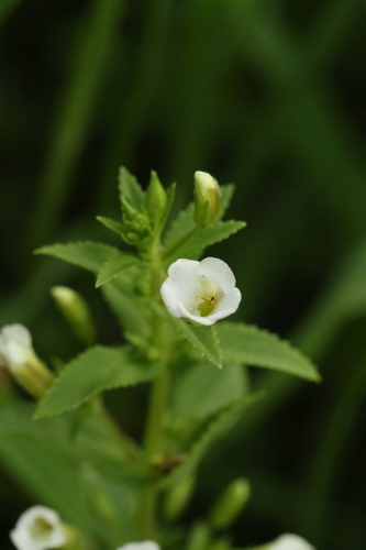 Image of Rice Paddy Herb (Limnophila aromatica) by no rights reserved