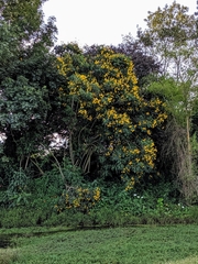 Senna viarum