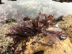 Chondracanthus chamissoi