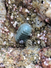 Tripoplax regularis