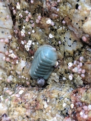 Tripoplax regularis