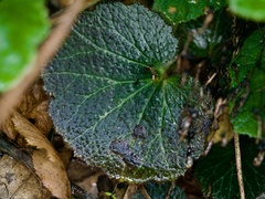 Saxifraga stolonifera