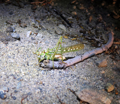 Capnobotes arizonensis