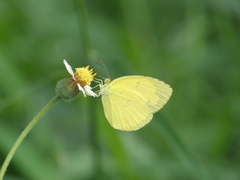 Eurema hecabe