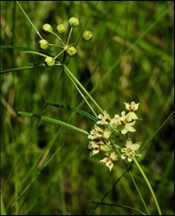 Asclepias viridula