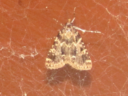 Stored grain moth