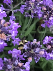 Bombus