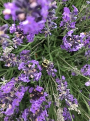 Bombus