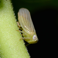 Aplos simplex