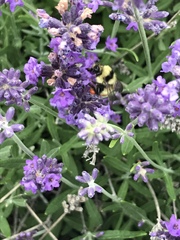 Bombus