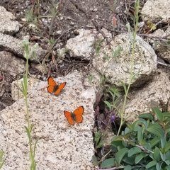 Lycaena cupreus